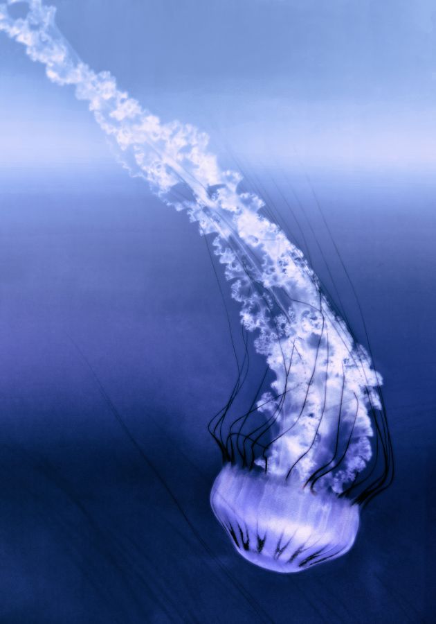 Bleu Lagon