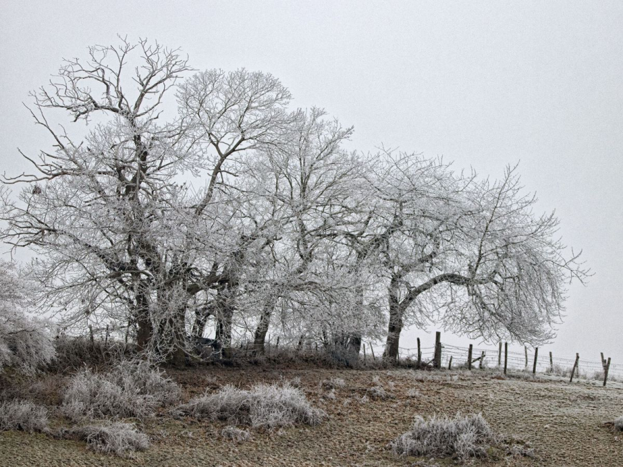 arbres givrés