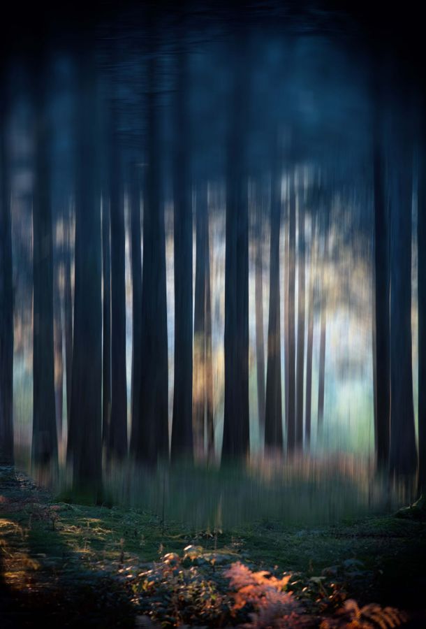 Forêt bleue