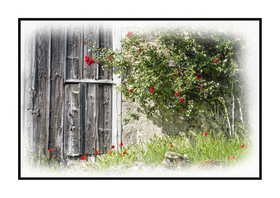 Le rosier rouge