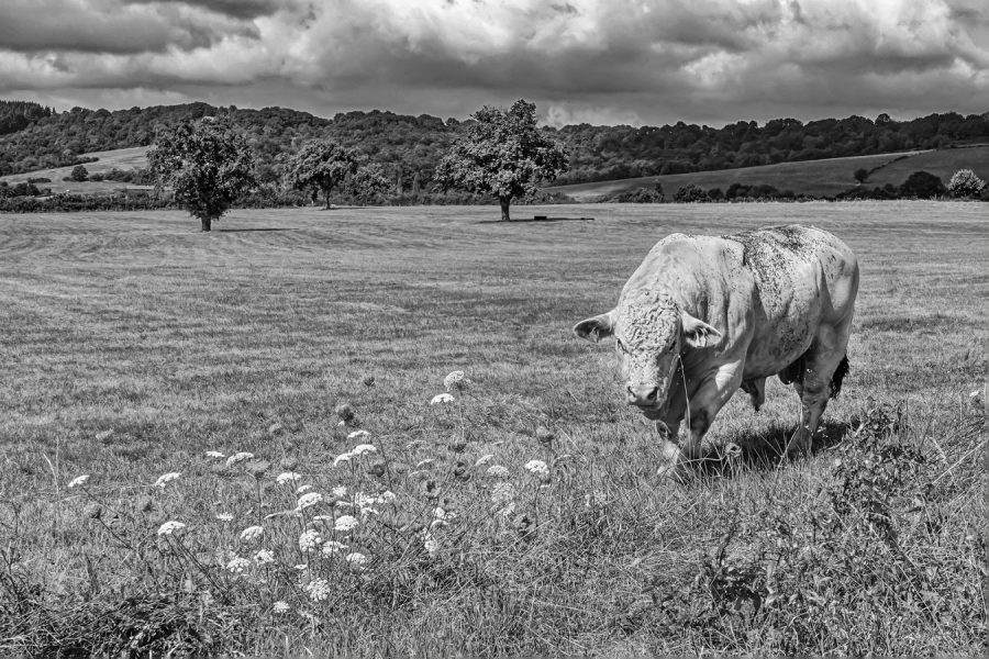 le taureau charolais