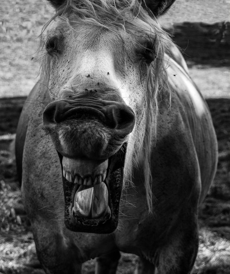 Qu est-ce qu'on rigole