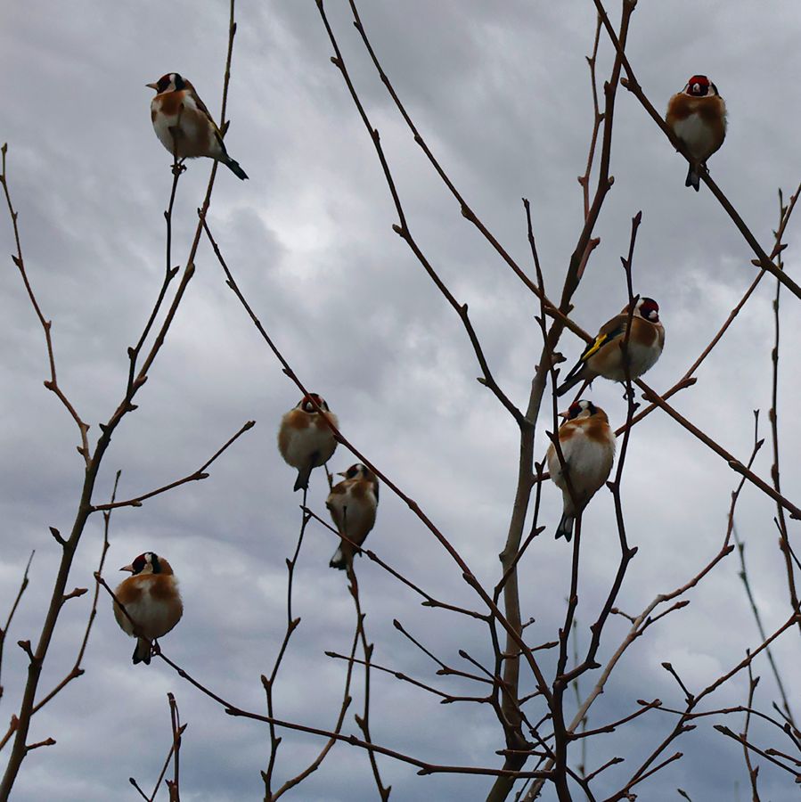 Chardonnerets transi de froid