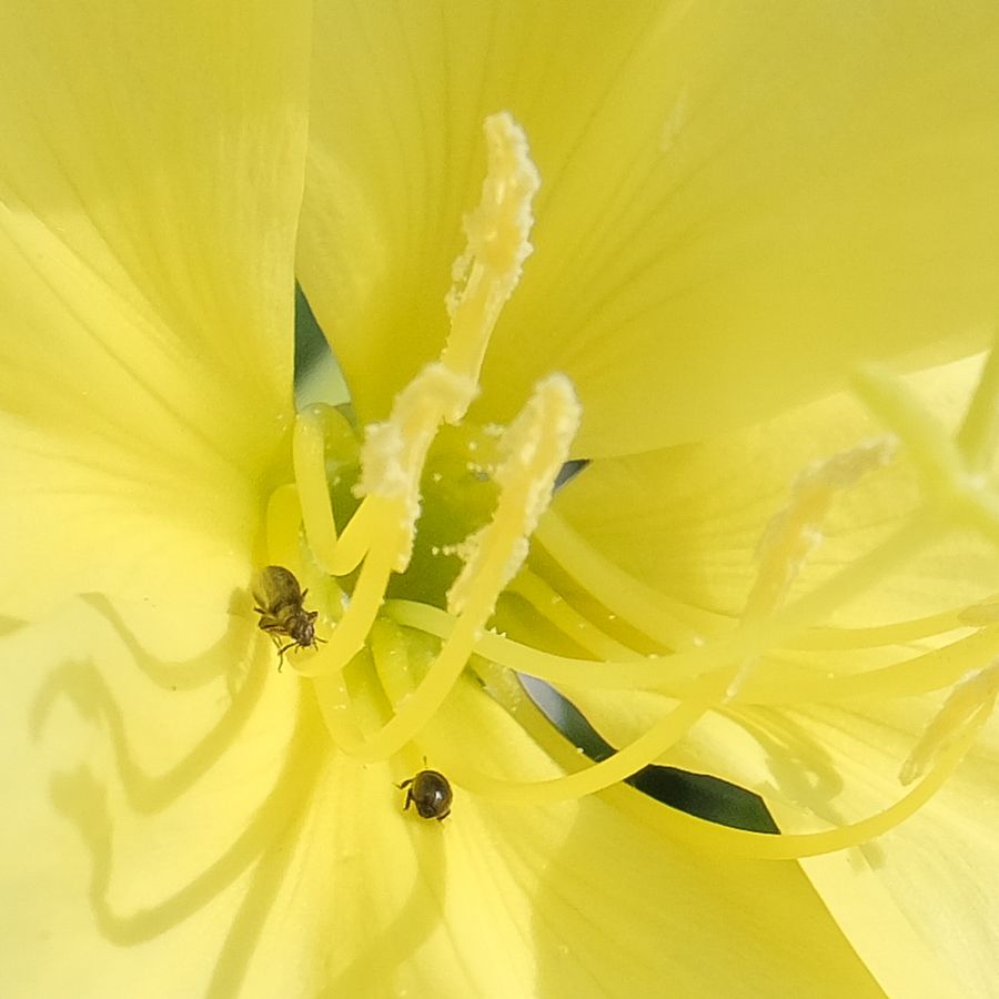 Cohabitation