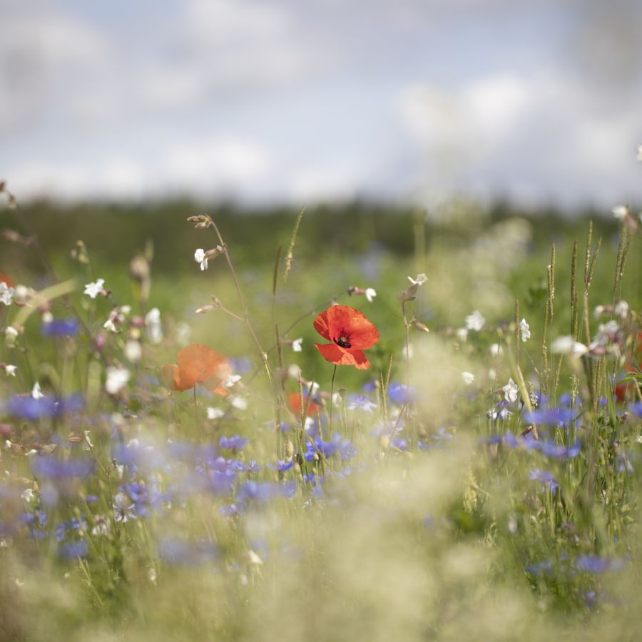 Coquelicot