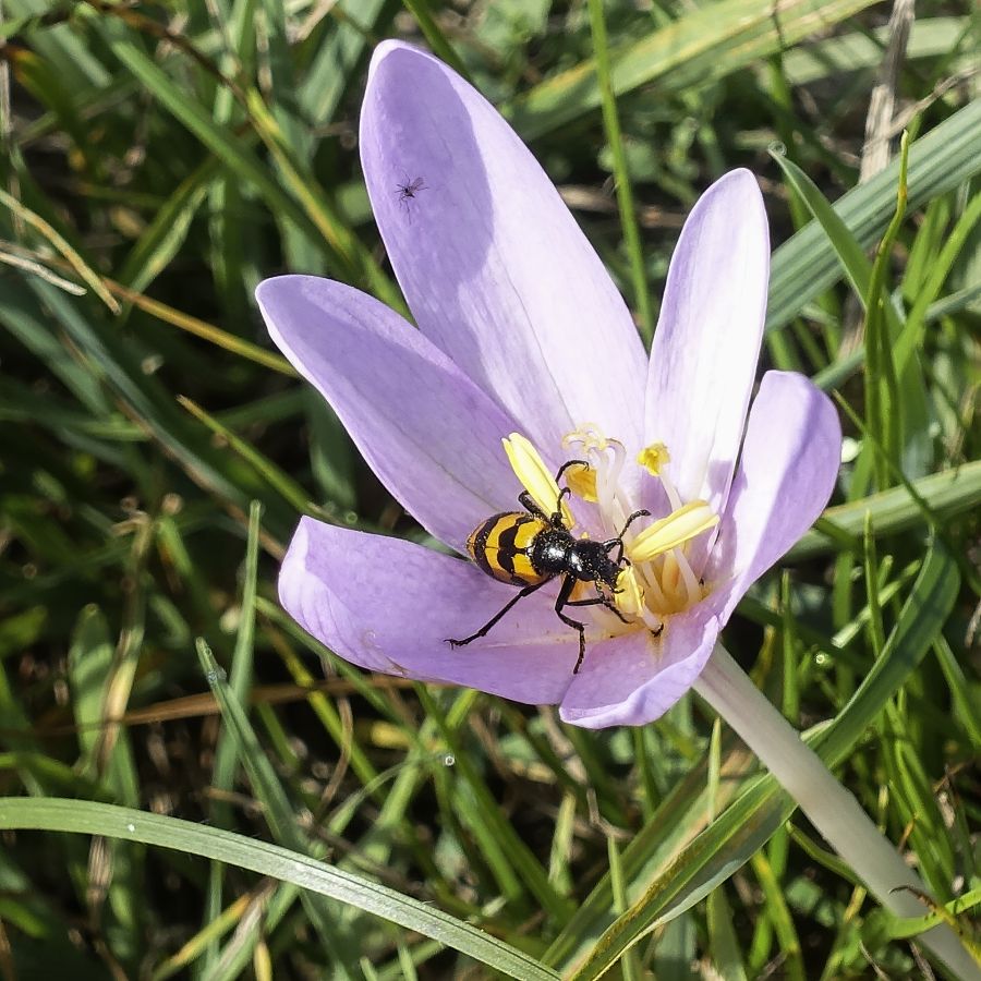 crocus