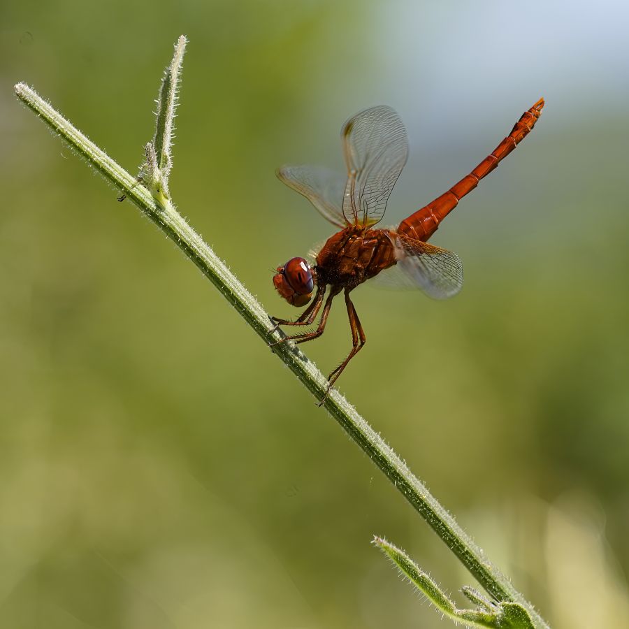 demoiselle2
