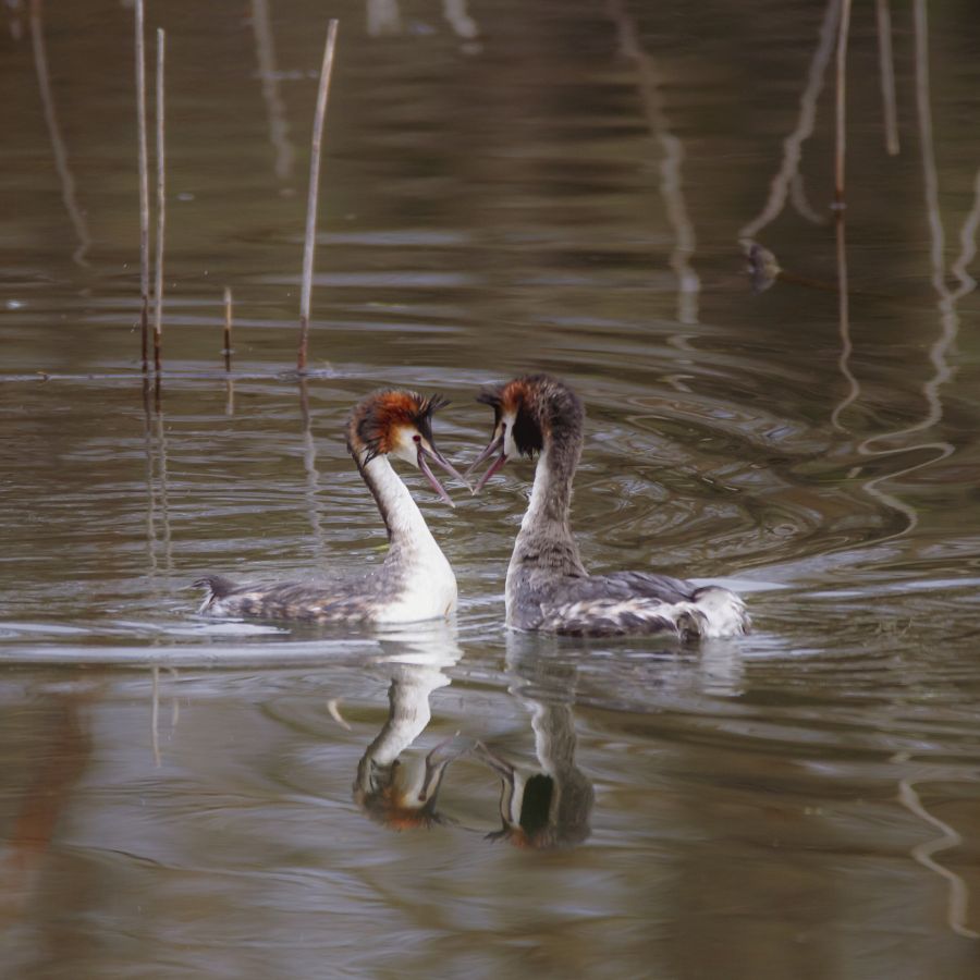 En duo