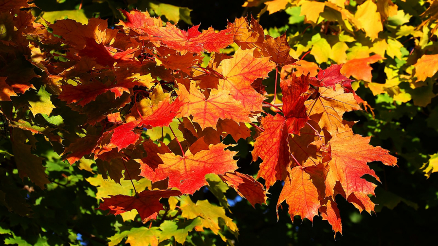 Erable en automne