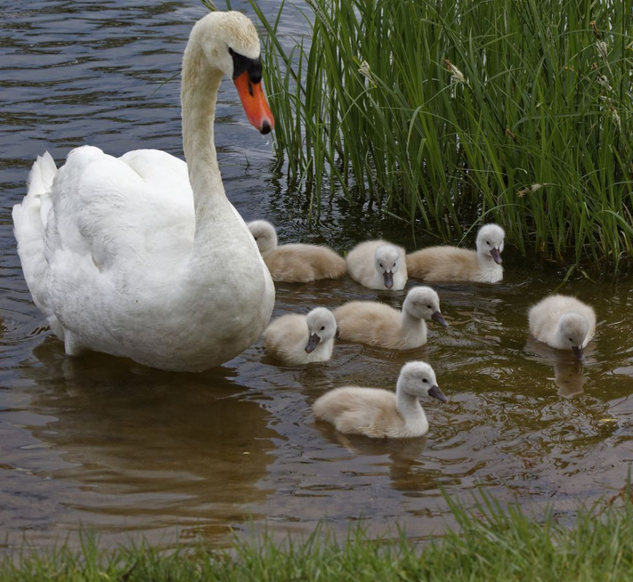 jeunes cygnes
