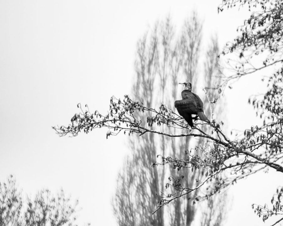 Le cormoran