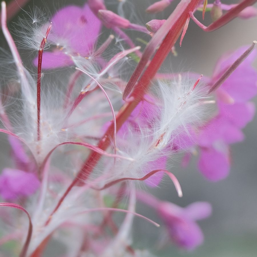 Le duvet fleuri