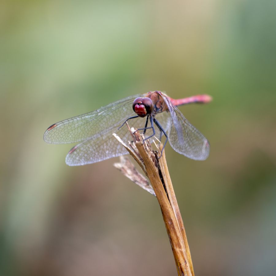 Libellule