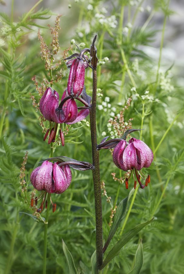 lys martagon
