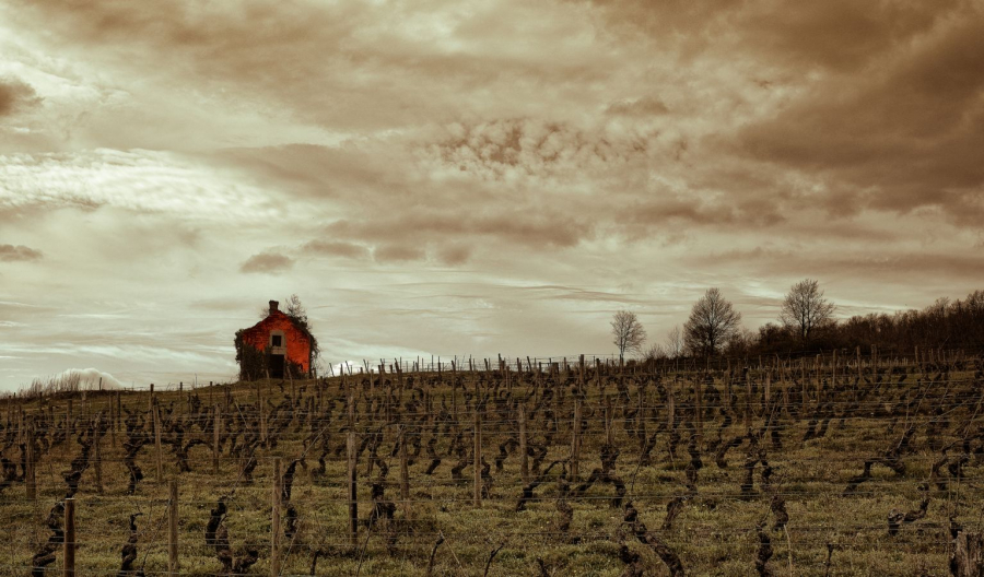 Maison dans les vignes