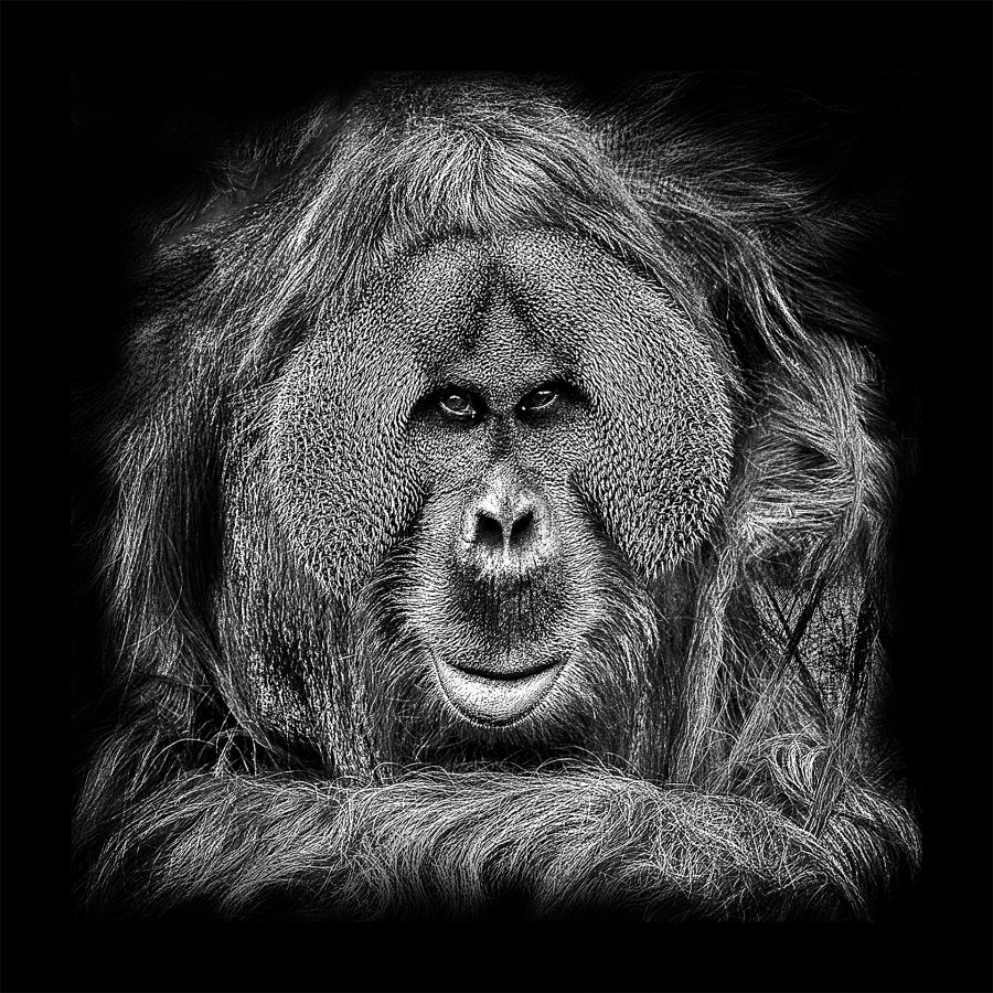 Regard d'orang-outan
