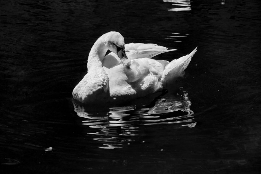 Le cygne blanc