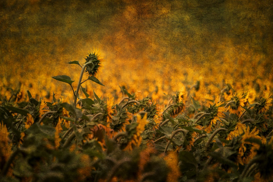 Tournesoleil