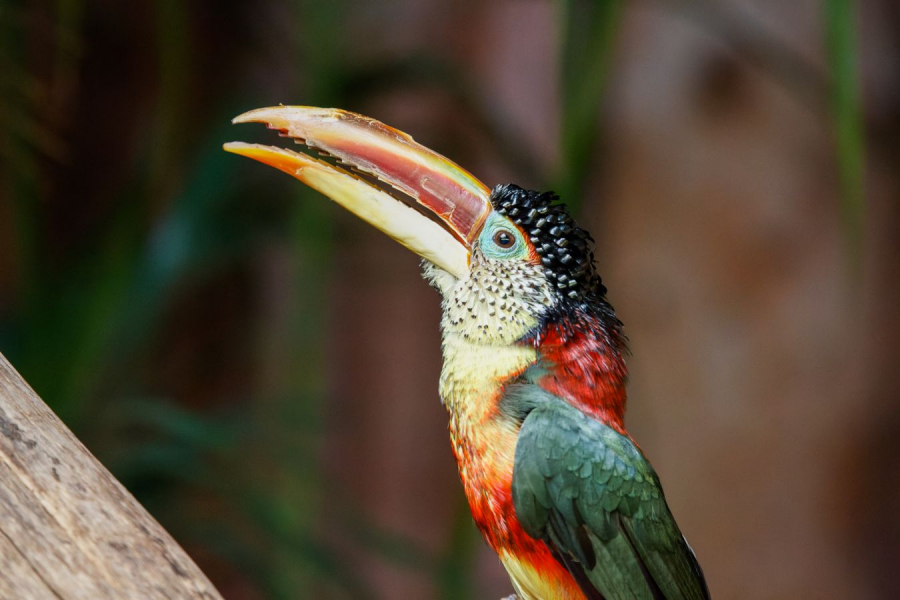 Araçari