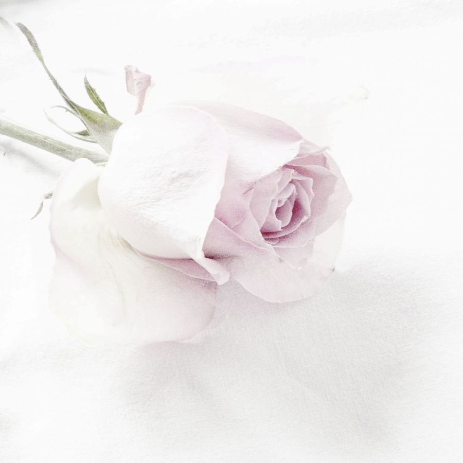 la rose