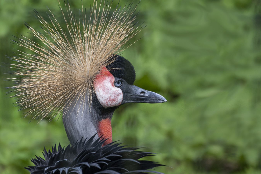 le bel oiseau