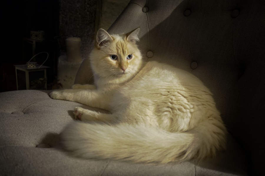 le chat