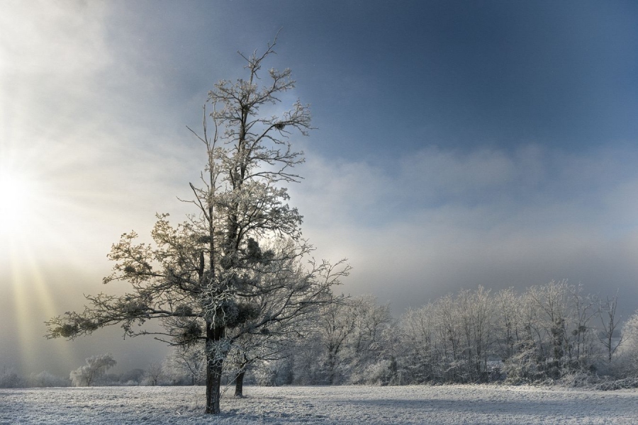 Matin d'hiver