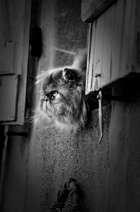 Surveillance
