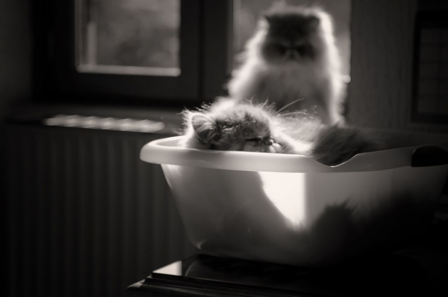 Bain de soleil