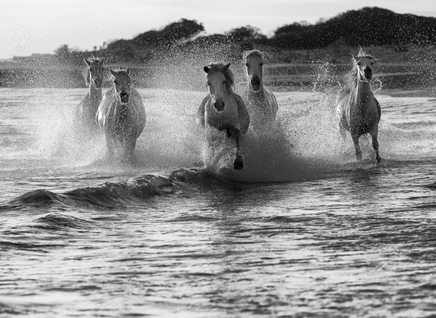 Galop