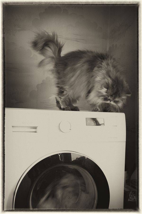 Le Chat machine