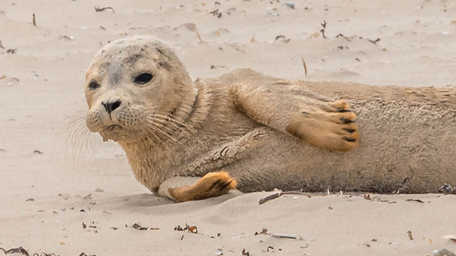 Seul sur la plage