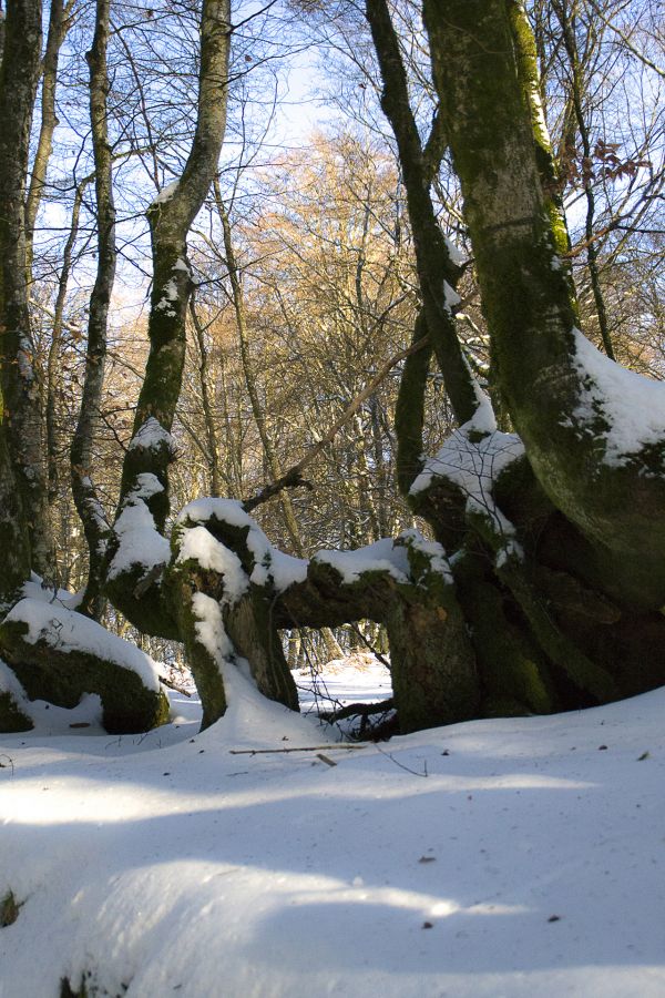 Surprenante nature