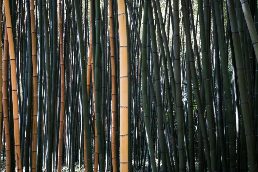Verticales