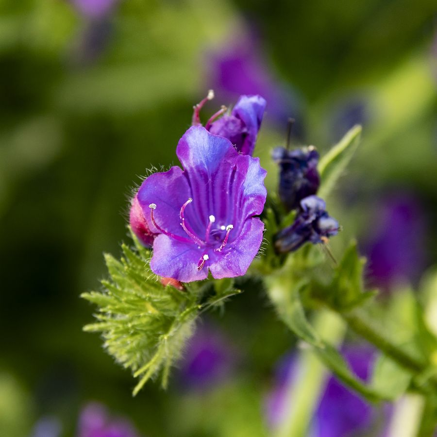Violet de printemps