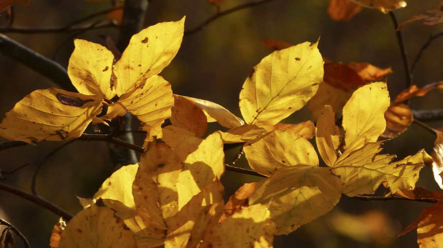 AUTOMNE