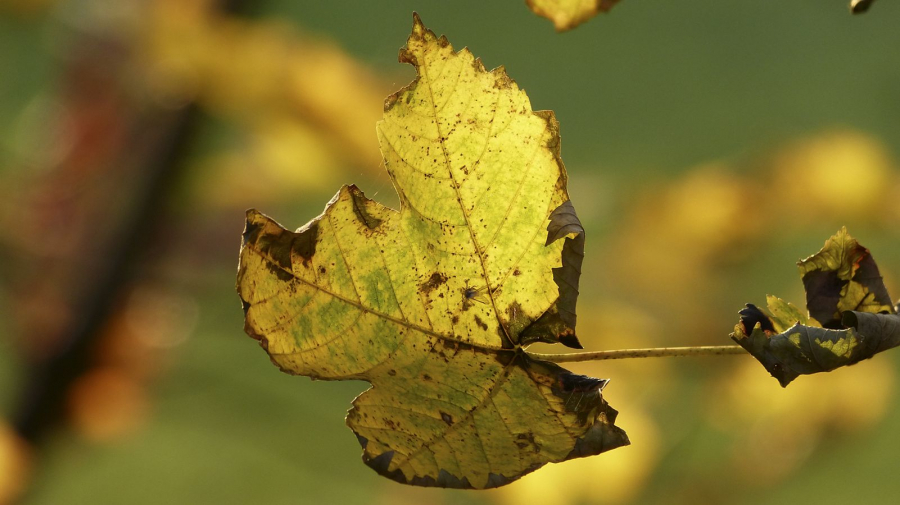 AUTOMNE2
