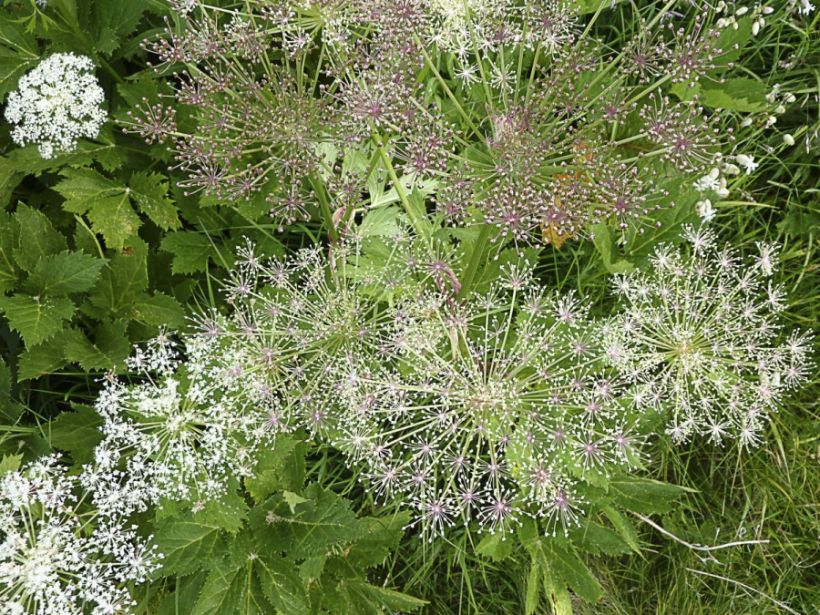 Feu d'artifice