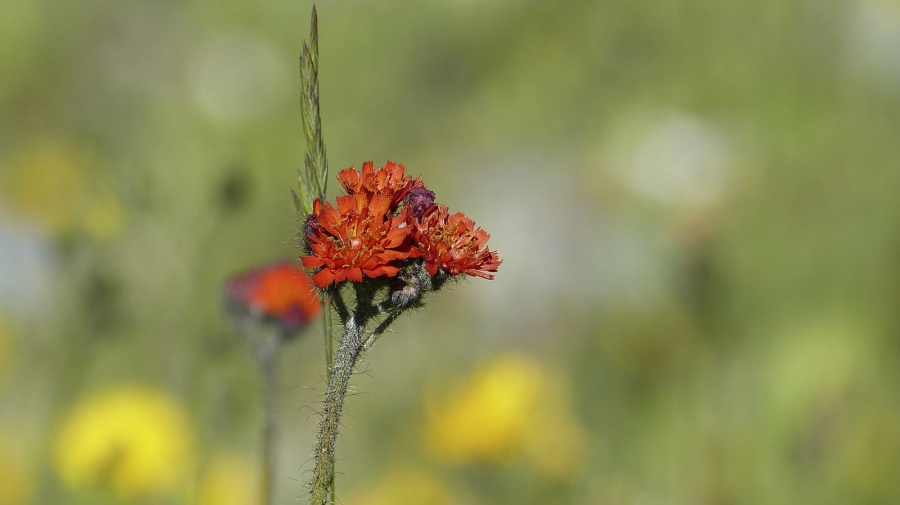 FLEUR DES ALPES