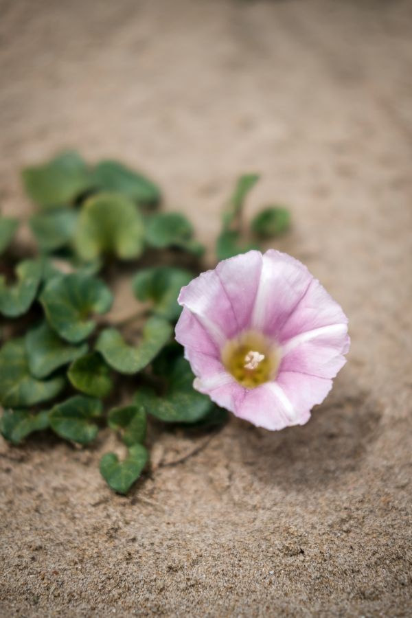 Fleur des sables