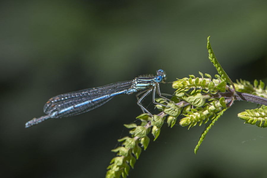 La demoiselle 2