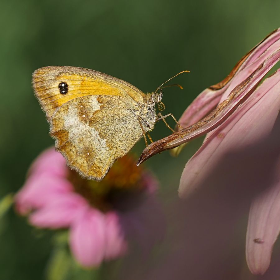 la trompe du papillon