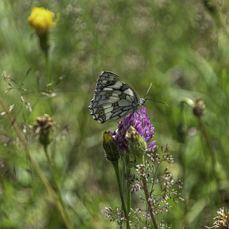 le papillon