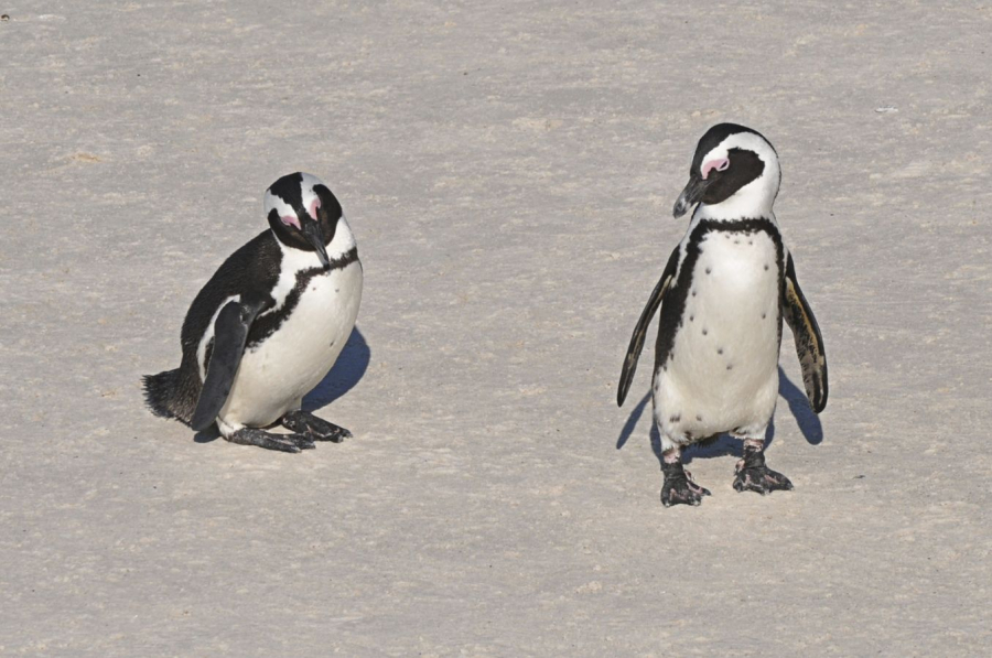 les pingouins