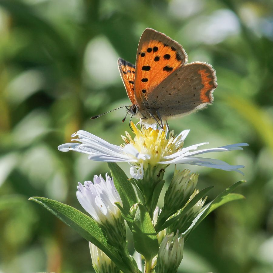 papillon