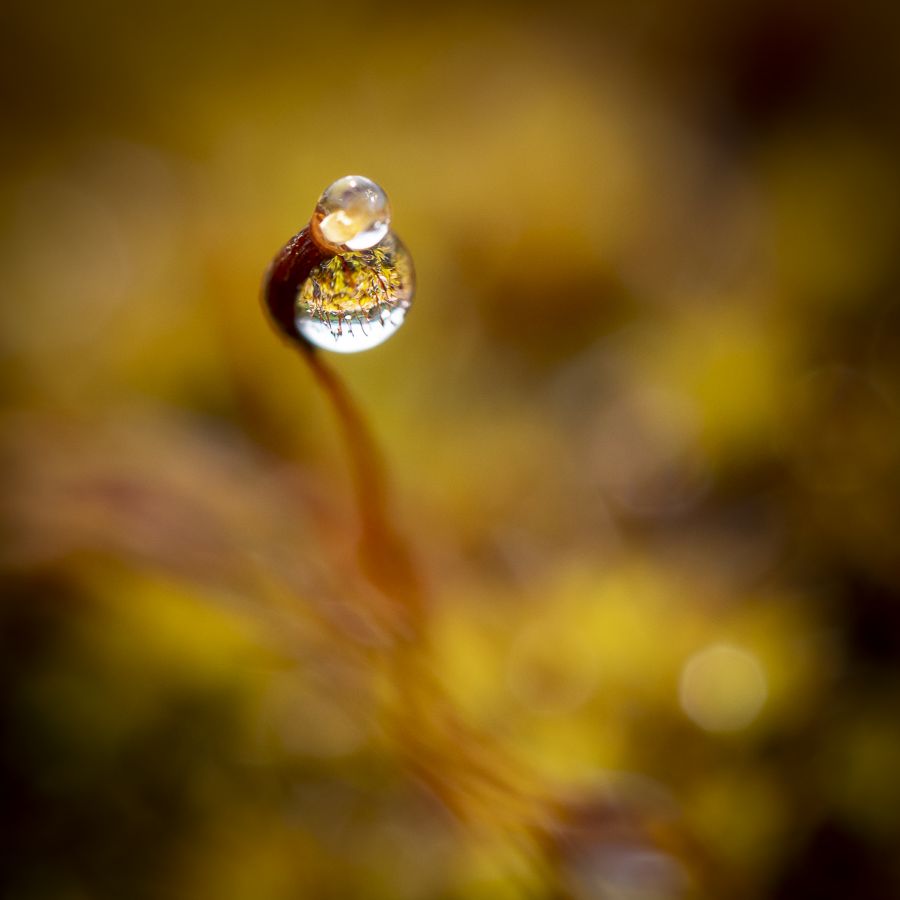 Dans ma boule de cristal