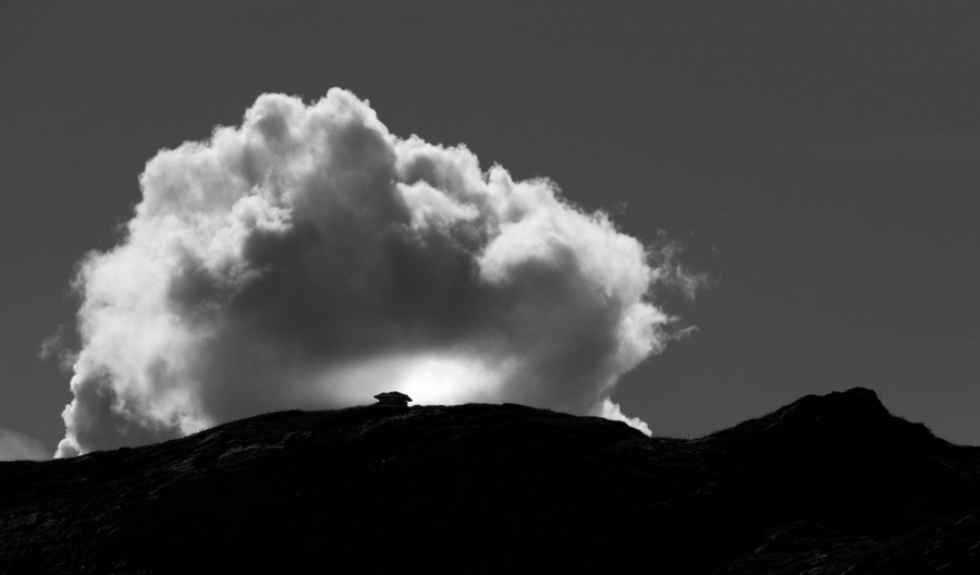 Silhouette