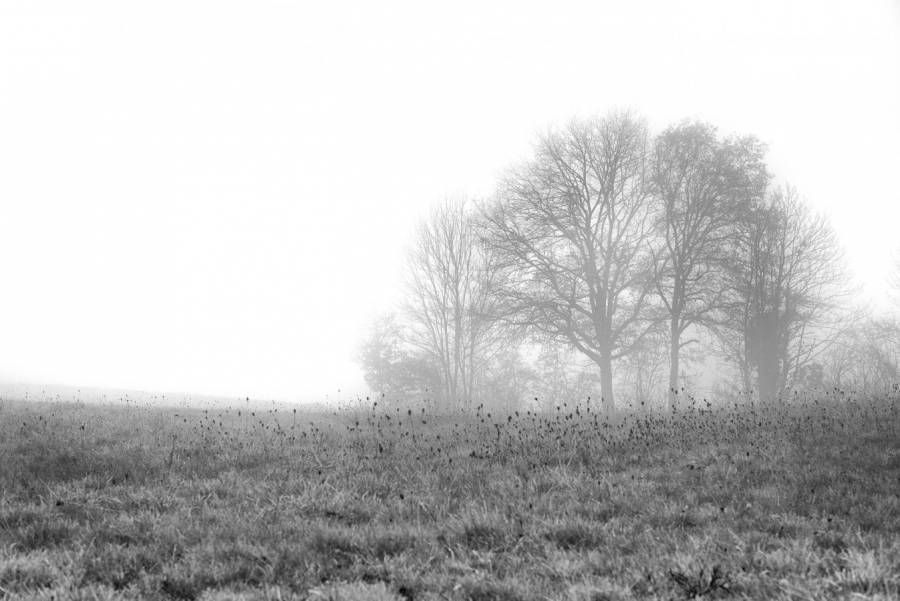 Brume