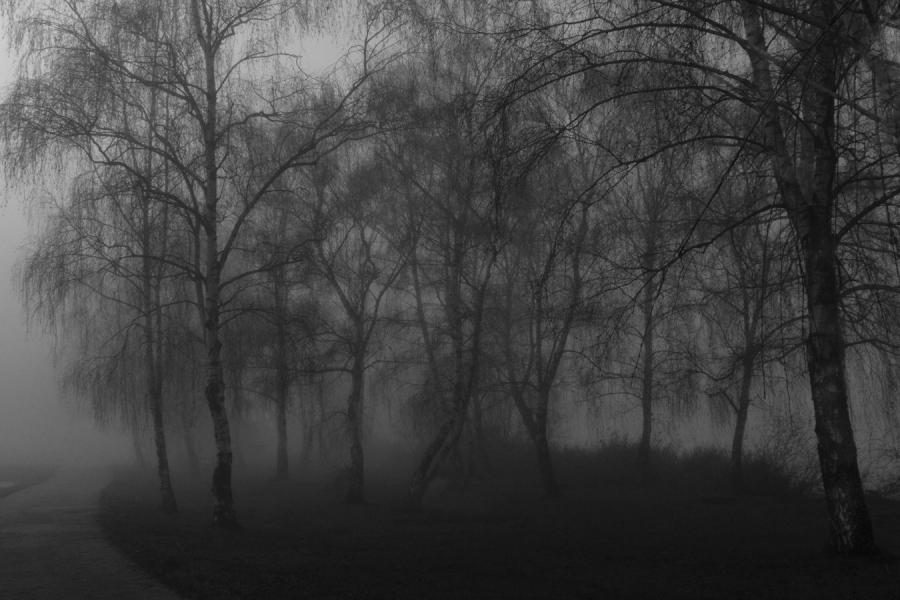 Dans la brume BRUGNOT Andrée Claude