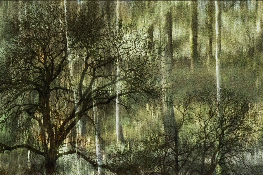 Arbor 2 BOURDEAU Roger_01